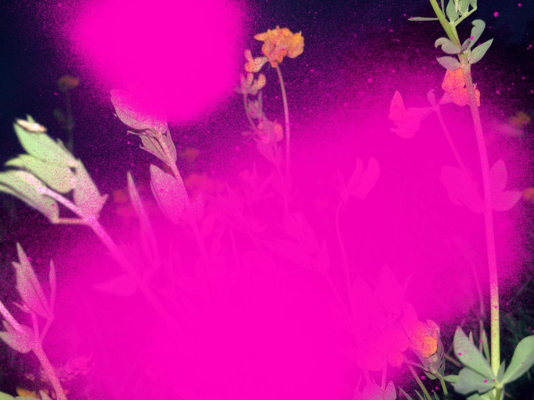 Miriam Bossard Project - Nature of Things: Part 2 - Photomontages