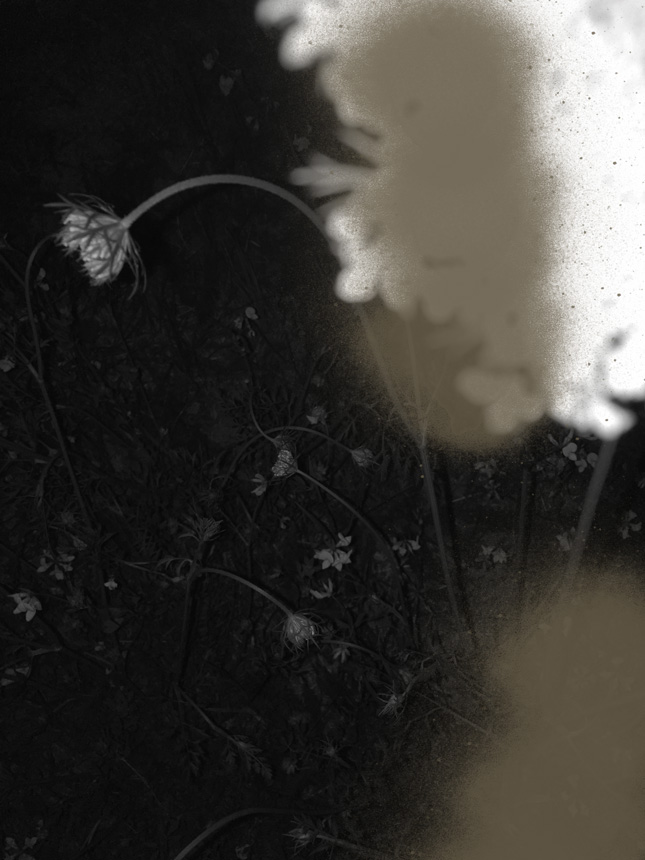 Miriam Bossard Project - Nature of Things: Part 2 - Photomontages