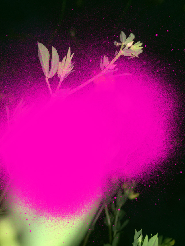 Miriam Bossard Project - Nature of Things: Part 2 - Photomontages