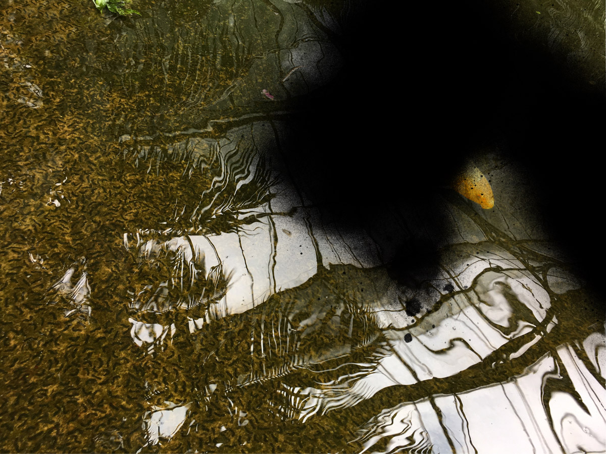 Bossard Wettstein Project - Nature of Things: Part 2 - Photomontages