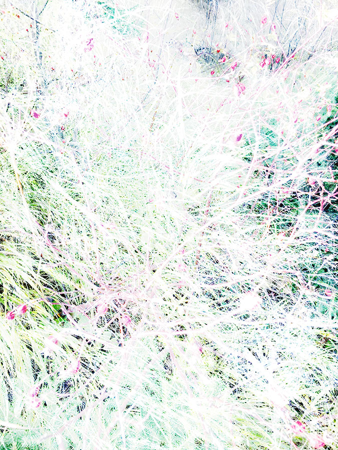 Miriam Bossard Project - Organic Structures - Collages