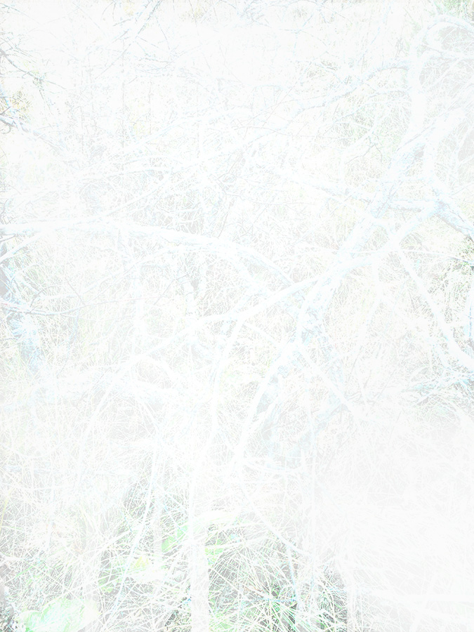Miriam Bossard Project - Organic Structures - Collages