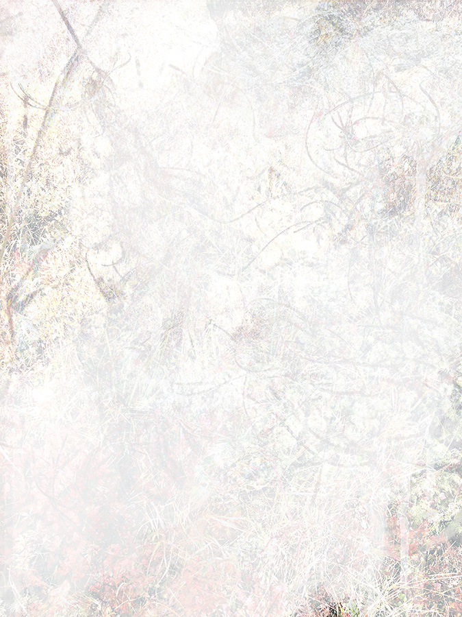 Miriam Bossard Project - Organic Structures - Collages