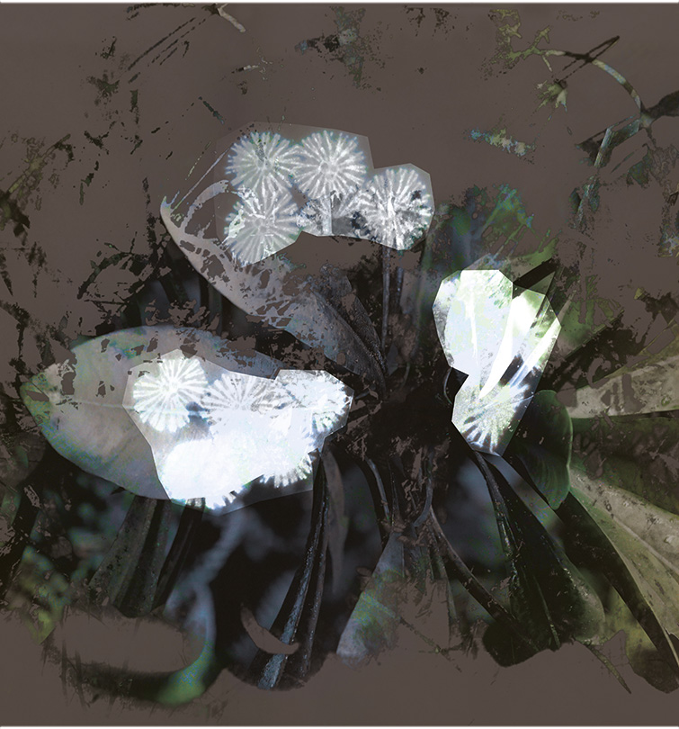 Miriam Bossard Project - Organic Structures - Collages