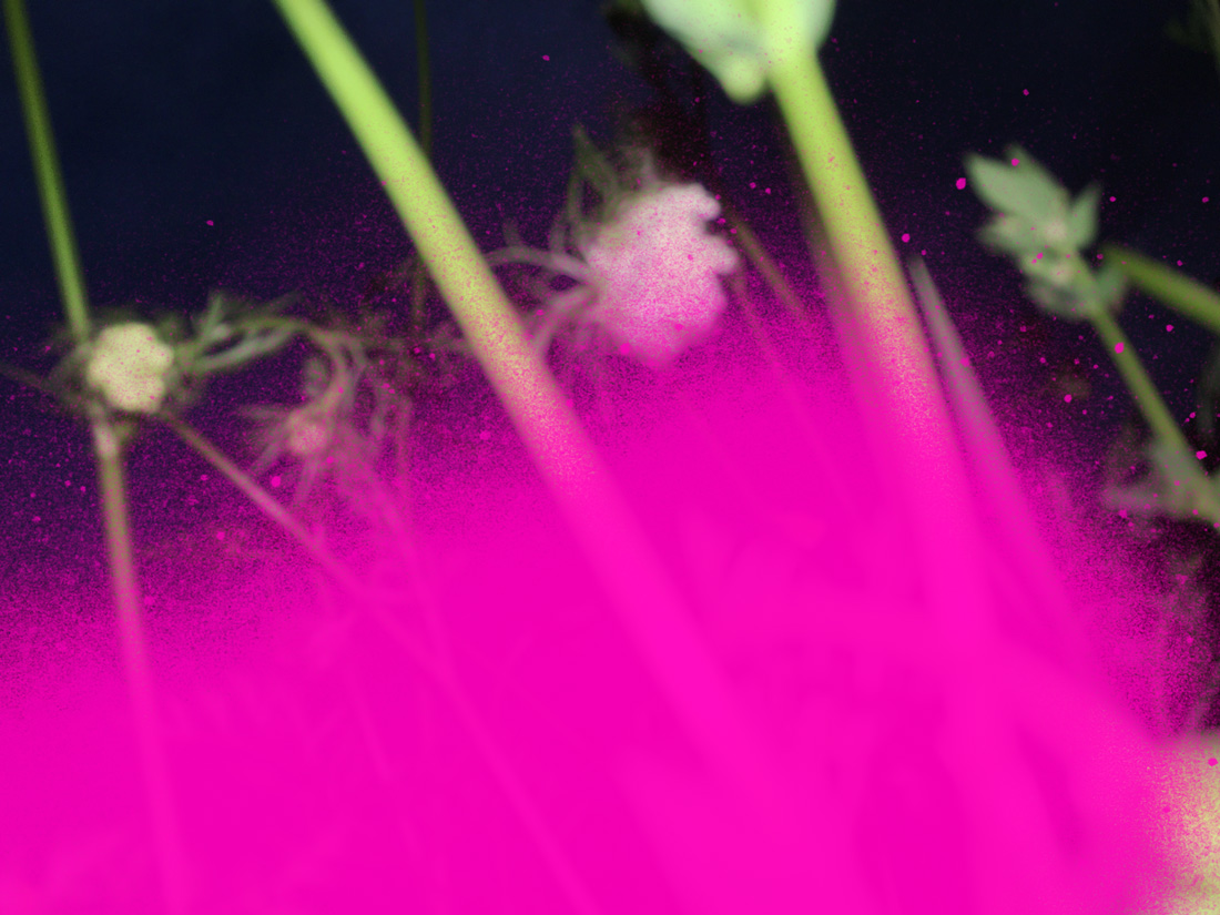Miriam Bossard Project - Nature of Things: Part 2 - Photomontages