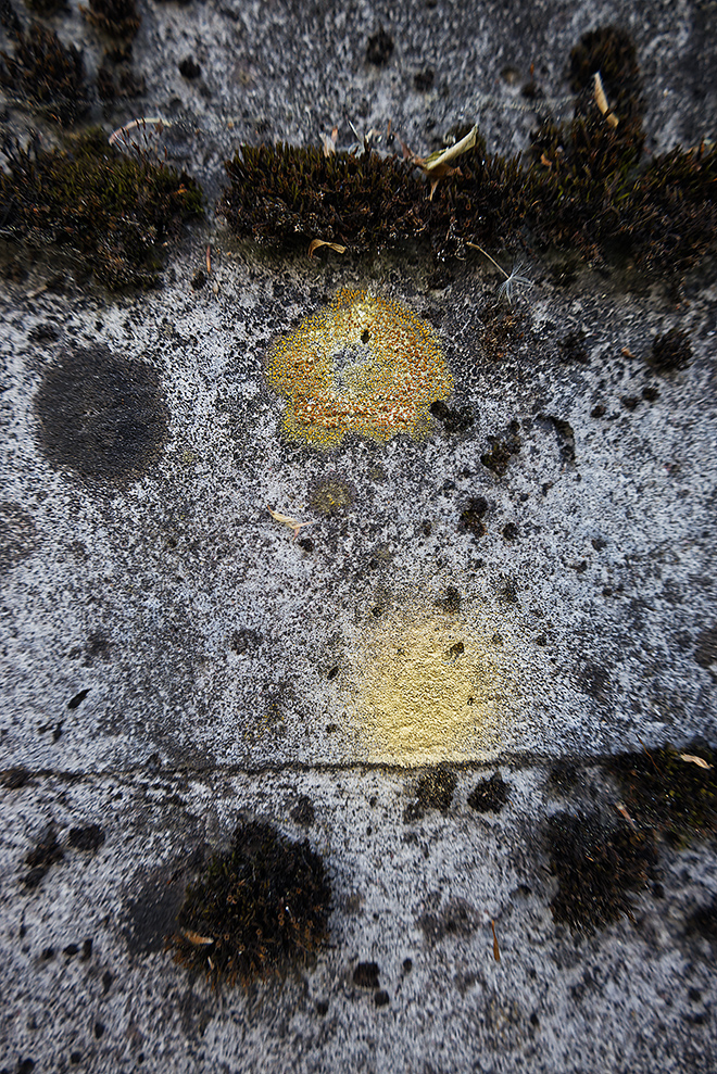 Miriam Bossard Project - Flora Magica - Art in public space / painting