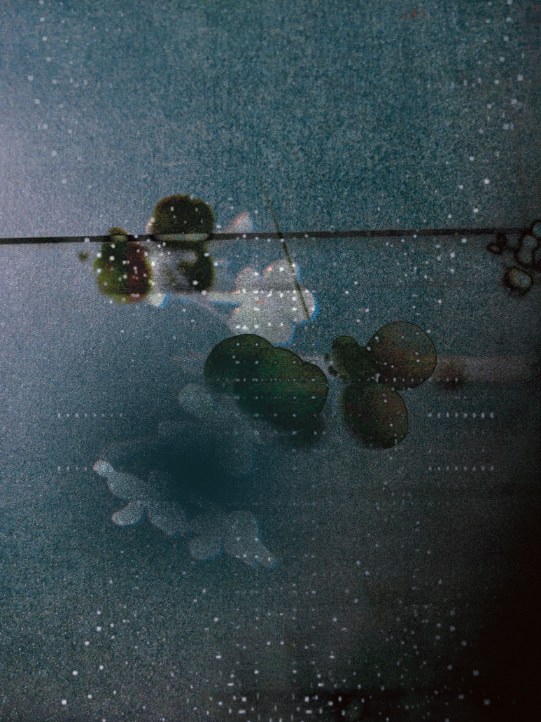Miriam Bossard Project - Introspection: Somnium - Digital Collage