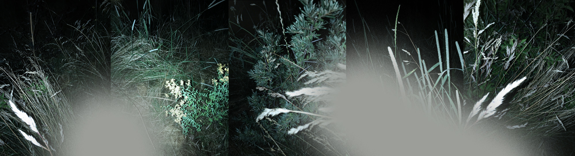 Miriam Bossard Project - The Nature of Things - Digital painting on photography