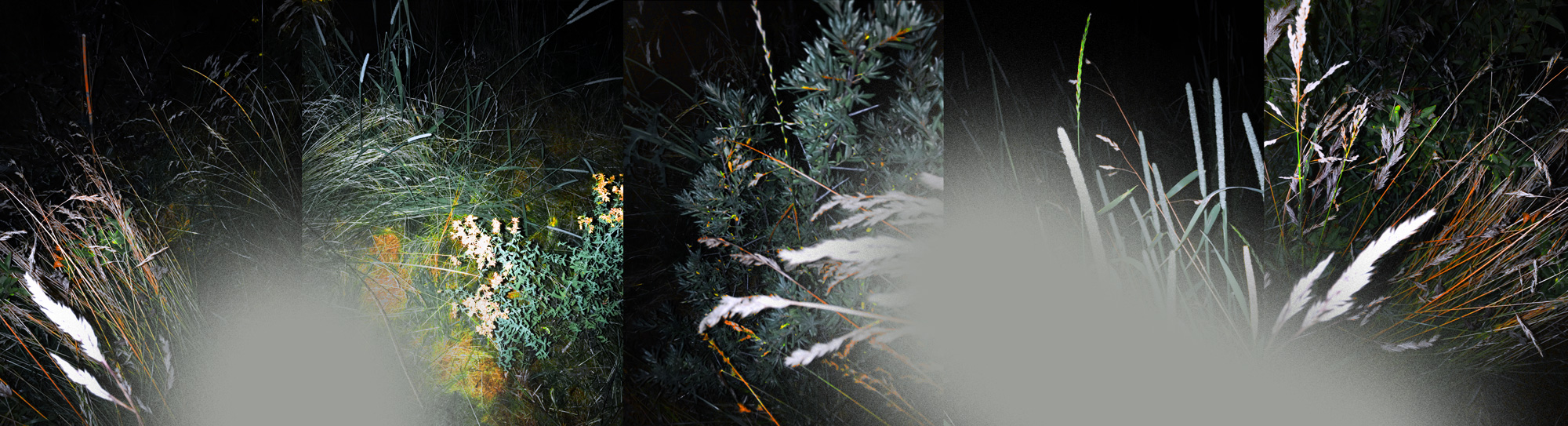 Miriam Bossard Project - The Nature of Things - Digital painting on photography