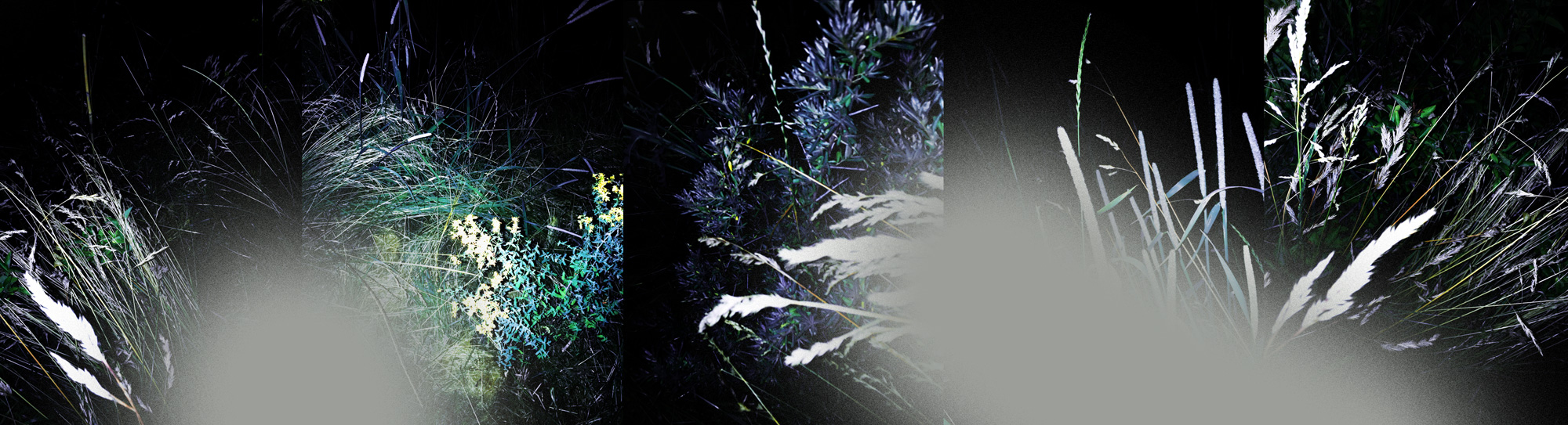 Miriam Bossard Project - The Nature of Things - Digital painting on photography