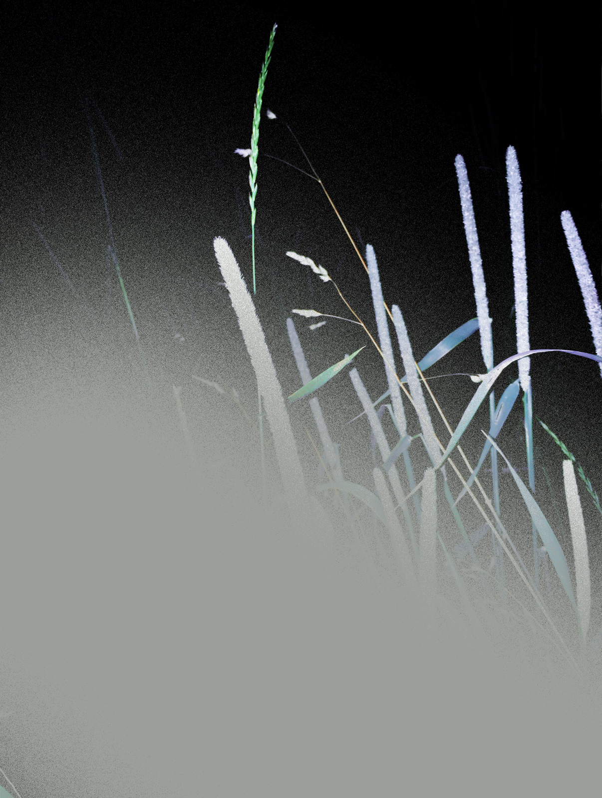 Bossard Wettstein Project - The Nature of Things - Digital painting on photography